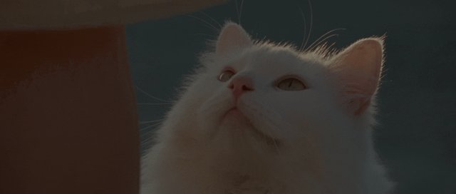 Gato blanco a contraluz