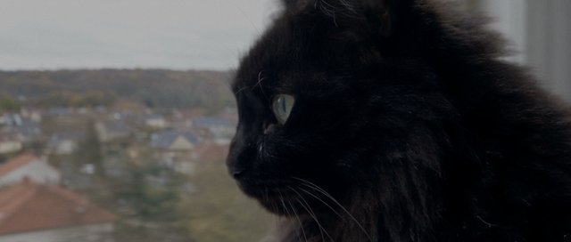 Gato en la ventana
